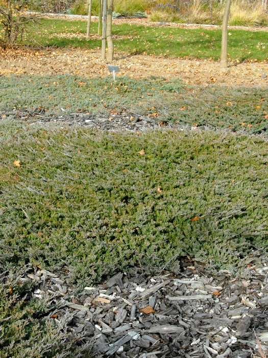 Juniperus Horizontalis 'Blue Chip', Teppichwacholder 3 Juniperus Horizontalis 'Blue Chip', Teppichwacholder