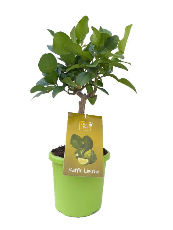 Limettenbaum 'Kaffir-Limette' - Lime Time® 7 Limettenbaum 'Kaffir-Limette' - Lime Time® – Bild 5