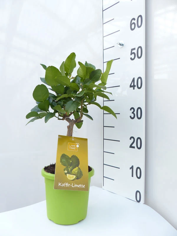Limettenbaum 'Kaffir-Limette' - Lime Time® 5 Limettenbaum 'Kaffir-Limette' - Lime Time® – Bild 3
