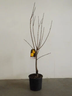 Kaki 'Ragno', Kaki-Baum Auch Persimone Oder Sharonfrucht 9 Kaki 'Ragno', Kaki-Baum Auch Persimone Oder Sharonfrucht -Giardino 24 kaki ragno 1280x1280