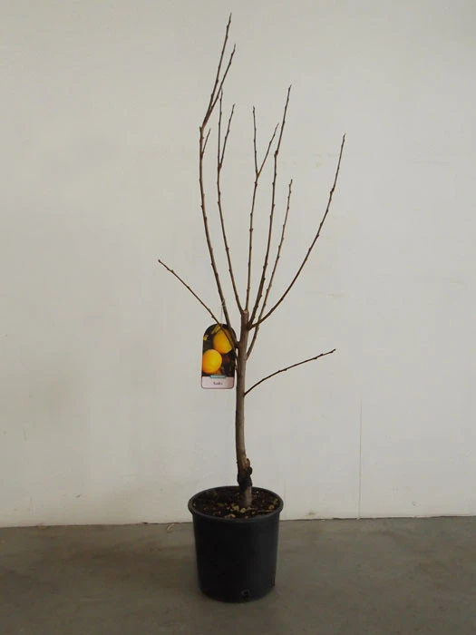 Kaki 'Ragno', Kaki-Baum Auch Persimone Oder Sharonfrucht 6 Kaki 'Ragno', Kaki-Baum Auch Persimone Oder Sharonfrucht – Bild 4