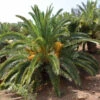 Kanarische Dattelpalme, Phoenix Canariensis 2 Kanarische Dattelpalme, Phoenix Canariensis -Giardino 24 kanarische dattelpalme 1280x1280