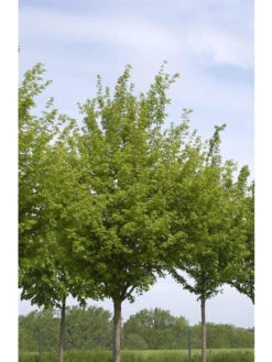 Acer Campestre 'Elsrijk', Kegel-Feldahorn - Hochstamm