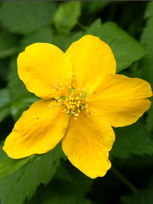 Kerria Japonica, Ranunkelstrauch, Goldröschen 3 Kerria Japonica, Ranunkelstrauch, Goldröschen