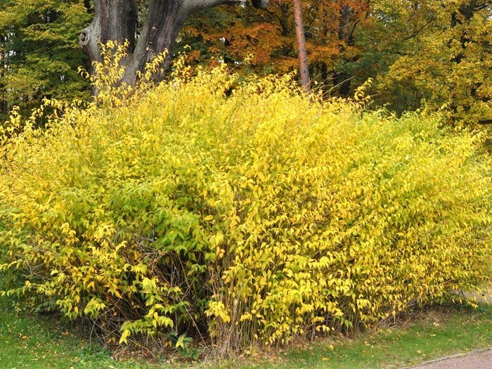 Kerria Japonica, Ranunkelstrauch, Goldröschen 4 Kerria Japonica, Ranunkelstrauch, Goldröschen – Bild 2