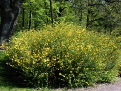 Kerria Japonica 'Pleniflora', Gefüllter Ranunkelstrauch 5 Kerria Japonica 'Pleniflora', Gefüllter Ranunkelstrauch -Giardino 24 kerria pleniflora55599ea268fd7 1280x1280
