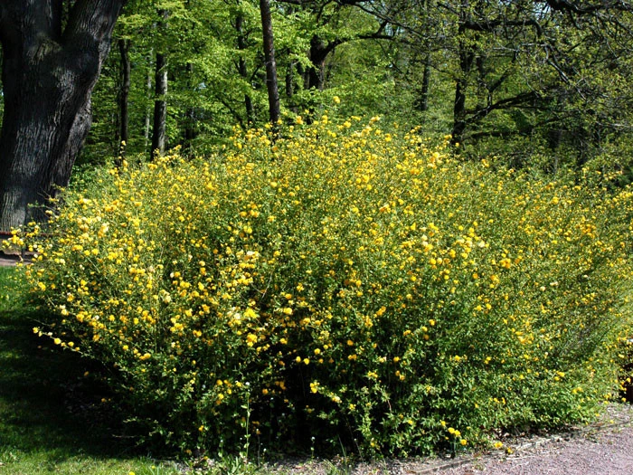Kerria Japonica 'Pleniflora', Gefüllter Ranunkelstrauch 4 Kerria Japonica 'Pleniflora', Gefüllter Ranunkelstrauch – Bild 2