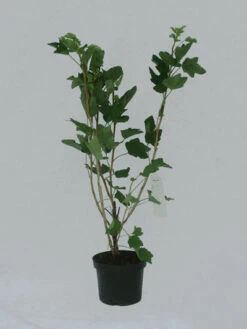 Titelseite -Giardino 24 kieroyal topf 1280x1280