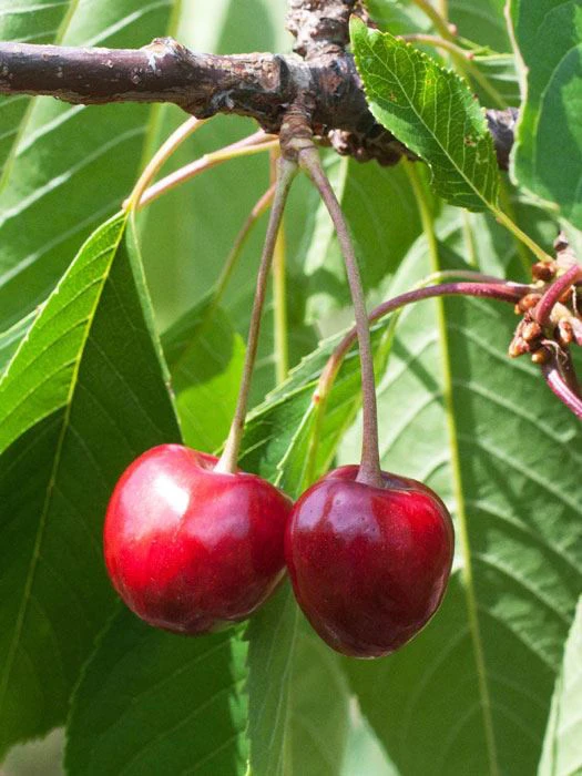 Süßkirsche Büttners Rote Knorpelkirsche 3 Süßkirsche Büttners Rote Knorpelkirsche