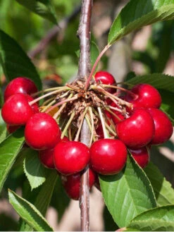 Duo-Kirschbaum - Sunburst Und Burlat -Giardino 24 kirsche burlat55599f7fea783 1280x1280