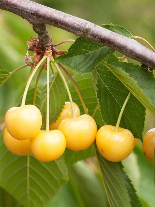 Süßkirsche Dönissens Gelbe 3 Süßkirsche Dönissens Gelbe