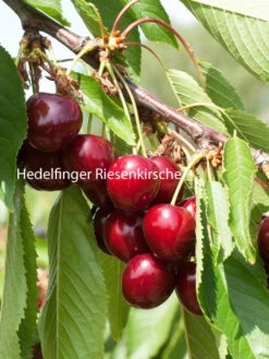 Duo-Kirschbaum - Hedelfinger Riesenkirsche Und Sunburst 6 Duo-Kirschbaum - Hedelfinger Riesenkirsche Und Sunburst -Giardino 24 kirsche hedelfinger riesenk 1280x1280