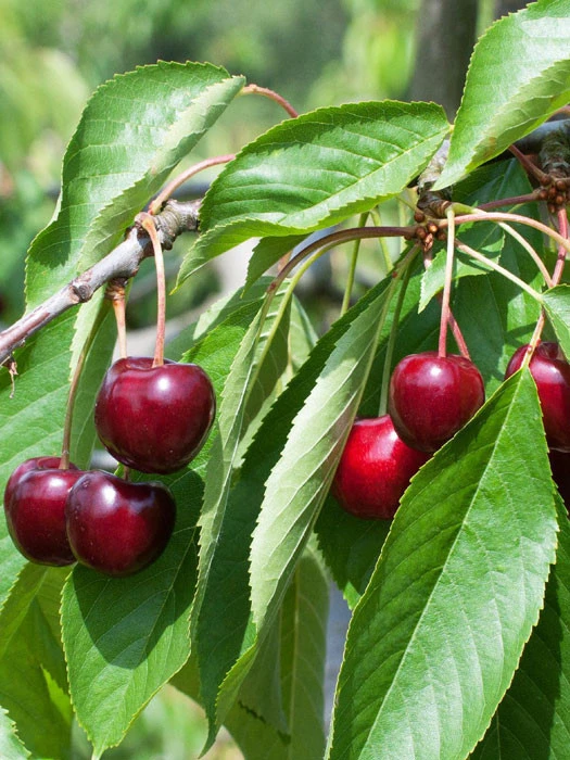 Süßkirsche Regina 3 Süßkirsche Regina