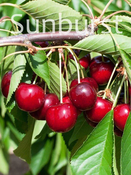 Duo-Kirschbaum - Hedelfinger Riesenkirsche Und Sunburst 5 Duo-Kirschbaum - Hedelfinger Riesenkirsche Und Sunburst – Bild 3