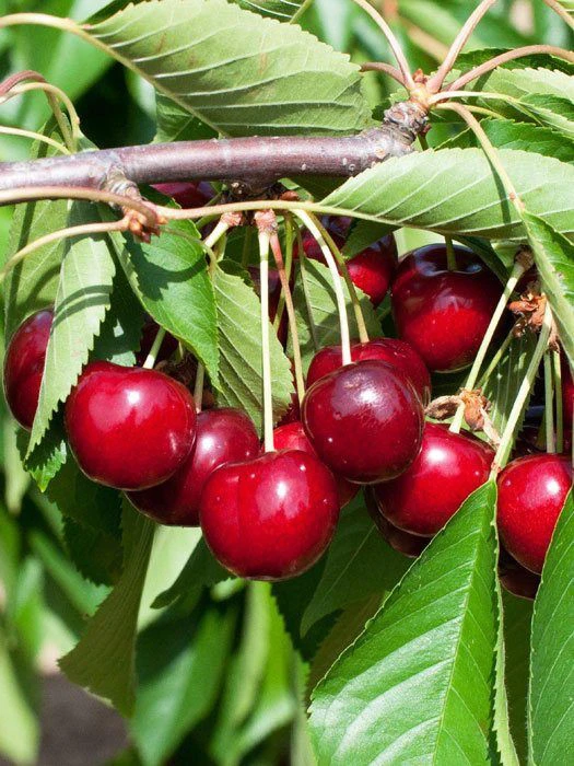 Süßkirsche Sunburst 3 Süßkirsche Sunburst