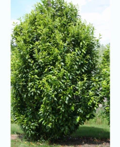 Prunus Laurocerasus Genolia® 'Mariblon', Säulenförmiger Kirschlorbeer 14 Prunus Laurocerasus Genolia® 'Mariblon', Säulenförmiger Kirschlorbeer -Giardino 24 kirschlorbeer genolia marib 1280x1280