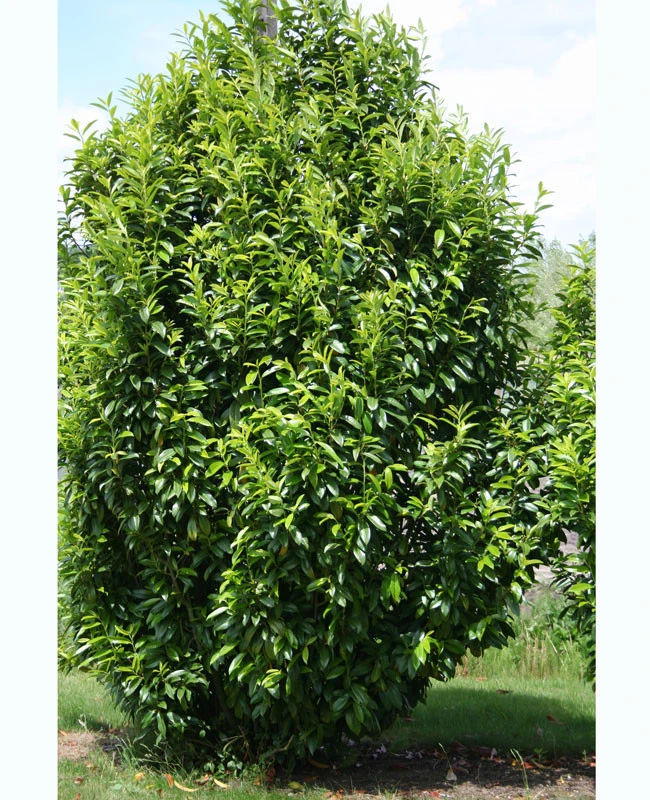 Prunus Laurocerasus Genolia® 'Mariblon', Säulenförmiger Kirschlorbeer 8 Prunus Laurocerasus Genolia® 'Mariblon', Säulenförmiger Kirschlorbeer – Bild 6
