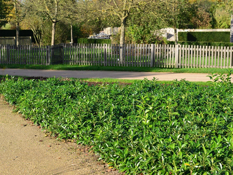 Prunus Laurocerasus 'Mount Vernon', Bodendecker-Kirschlorbeer 5 Prunus Laurocerasus 'Mount Vernon', Bodendecker-Kirschlorbeer – Bild 3