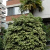 Pittosporum Tobira, Chinesische Klebsame 2 Pittosporum Tobira, Chinesische Klebsame -Giardino 24 klebsame strauch 1280x1280