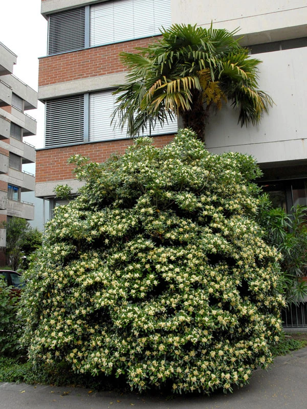 Pittosporum Tobira, Chinesische Klebsame 3 Pittosporum Tobira, Chinesische Klebsame