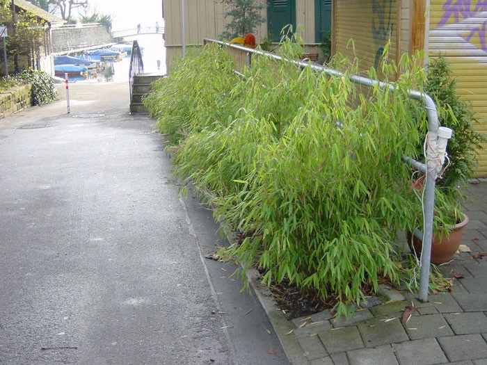 Fargesia Murielae 'Bimbo', Kleiner Gartenbambus 4 Fargesia Murielae 'Bimbo', Kleiner Gartenbambus – Bild 2