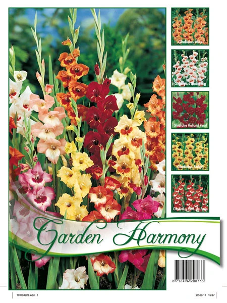 Kollektion Schmetterlings-Gladiolen (Art.Nr. 522620) 3 Kollektion Schmetterlings-Gladiolen (Art.Nr. 522620)