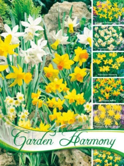 Kollektion Botanische Narzissen Zum Verwildern (Art.Nr. 598216)