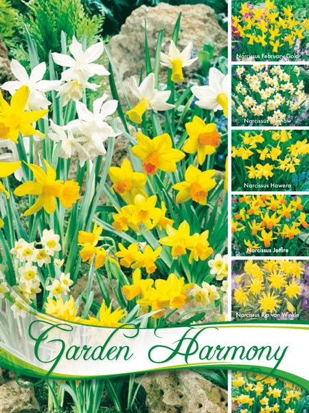 Kollektion Botanische Narzissen Zum Verwildern (Art.Nr. 598216) 3 Kollektion Botanische Narzissen Zum Verwildern (Art.Nr. 598216)