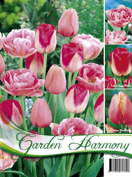 Kollektion Rosa Tulpen (Art.Nr. 598206) 3 Kollektion Rosa Tulpen (Art.Nr. 598206)