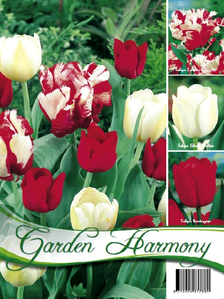 Kollektion Rote Und Weiße Tulpen (Art.Nr. 598210) 3 Kollektion Rote Und Weiße Tulpen (Art.Nr. 598210)