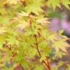 Acer Palmatum 'Sangokaku', Korallenahorn 1 Acer Palmatum 'Sangokaku', Korallenahorn -Giardino 24 korallenahorn sangokaku 1280x1280