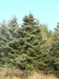 Abies Koreana, Korea-Tanne