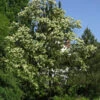 Robinia Pseudoacacia 'Tortuosa', Korkenzieher-Robinie 2 Robinia Pseudoacacia 'Tortuosa', Korkenzieher-Robinie -Giardino 24 korkenzieher robinie baum 1280x1280