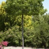 Liquidambar Styraciflua Gumball, Kugel-Amberbaum - Hochstamm 1 Liquidambar Styraciflua Gumball, Kugel-Amberbaum - Hochstamm -Giardino 24 kugel amberbaum 1280x1280