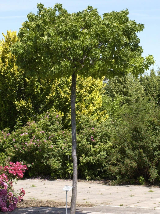 Liquidambar Styraciflua Gumball, Kugel-Amberbaum - Hochstamm 3 Liquidambar Styraciflua Gumball, Kugel-Amberbaum - Hochstamm