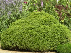 Picea Abies 'Little Gem', Kugel-Fichte, Kissen-Fichte -Giardino 24 kugel fichte little gem 1280x1280