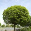 Robinia Pseudo. 'Umbraculifera', Kugel-Robinie - Hochstamm 1 Robinia Pseudo. 'Umbraculifera', Kugel-Robinie - Hochstamm -Giardino 24 kugel robinie 1280x1280