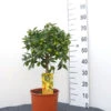 Citrus Fortunella Japonica Kumquat, Ei-Mandarine, Kumquat -Giardino 24 kumquat 1280x1280