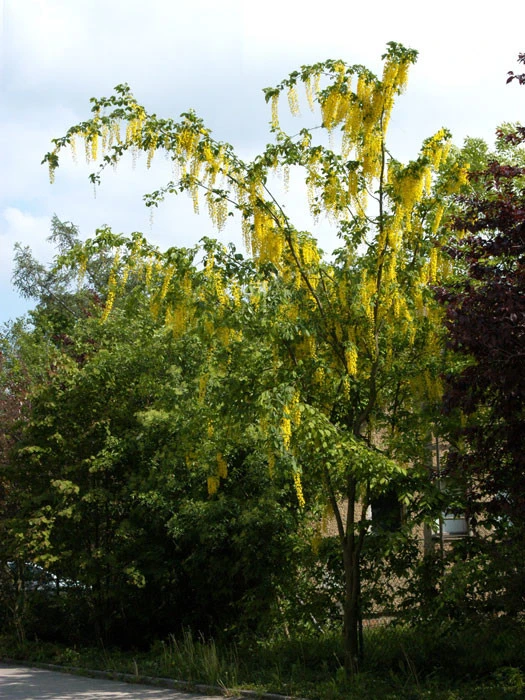 Laburnum Watereri 'Vossii', Edel-Goldregen 4 Laburnum Watereri 'Vossii', Edel-Goldregen – Bild 2