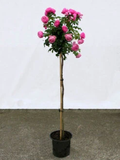 Rosen-Stämmchen Leonardo Da Vinci ® - Meilland 7 Rosen-Stämmchen Leonardo Da Vinci ® - Meilland -Giardino 24 leonardo da vinci stamm 1280x1280