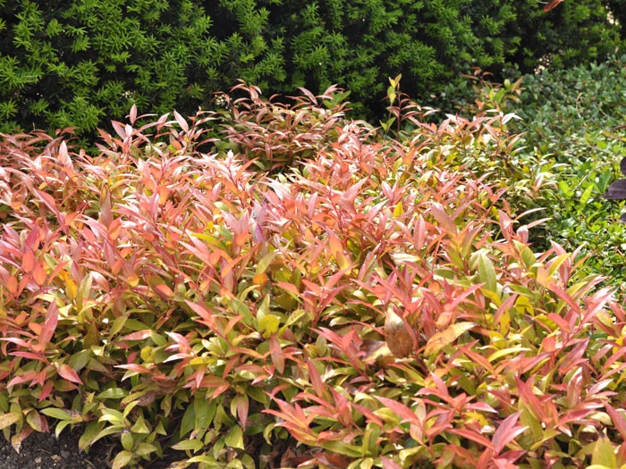 Leucothoe Walteri 'Scarletta' ®, Traubenheide, Traubenmyrte 4 Leucothoe Walteri 'Scarletta' ®, Traubenheide, Traubenmyrte – Bild 2