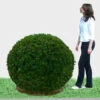 Ligusterkugel, Ligustrum Vulgare Atrovirens - XXL-Produkt 1 Ligusterkugel, Ligustrum Vulgare Atrovirens - XXL-Produkt -Giardino 24 liguster kugel 105 j 1280x1280