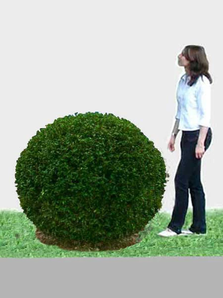 Ligusterkugel, Ligustrum Vulgare Atrovirens - XXL-Produkt 3 Ligusterkugel, Ligustrum Vulgare Atrovirens - XXL-Produkt