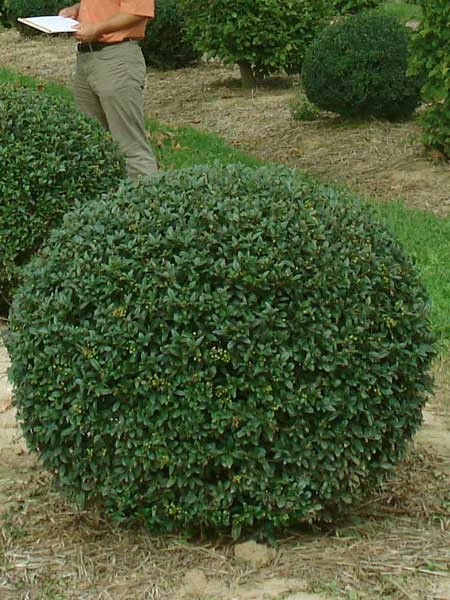 Ligusterkugel, Ligustrum Vulgare Atrovirens - XXL-Produkt 4 Ligusterkugel, Ligustrum Vulgare Atrovirens - XXL-Produkt – Bild 2