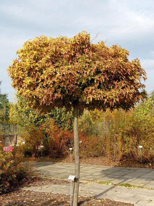 Liquidambar Styraciflua Gumball, Kugel-Amberbaum - Hochstamm 4 Liquidambar Styraciflua Gumball, Kugel-Amberbaum - Hochstamm – Bild 2