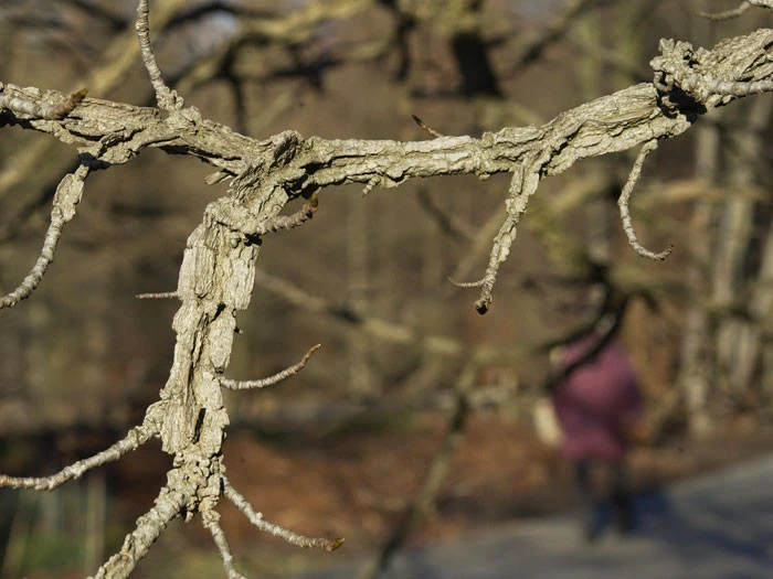 Liquidambar Styraciflua, Amberbaum 6 Liquidambar Styraciflua, Amberbaum – Bild 4