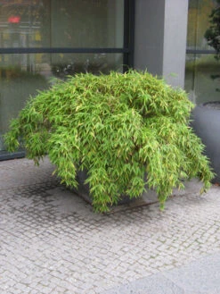 Fargesia Murielae 'Simba', Löwenbambus, Mähnenbambus -Giardino 24 loewenbambus 1280x1280