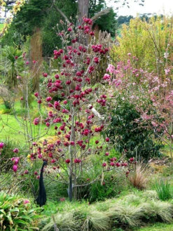 Magnolia 'Genie', Magnolien-Hybride 7 Magnolia 'Genie', Magnolien-Hybride -Giardino 24 magnolia genie pflanze 1280x1280