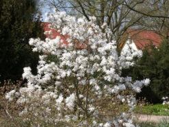 Magnolia Stellata, Sternmagnolie 9 Magnolia Stellata, Sternmagnolie -Giardino 24 magnolia stellata 1280x1280