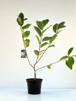 Magnolia Loebneri 'Wildcat', Magnolie